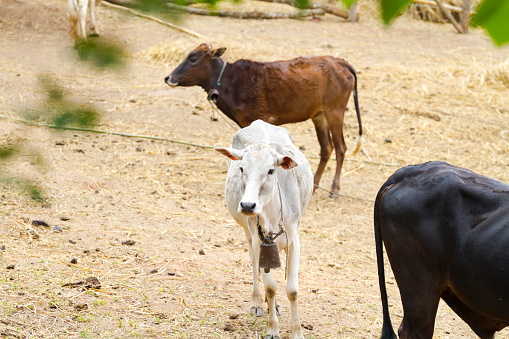 Brahman cattle in Queensland Australia
