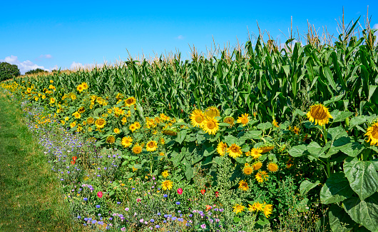 agricultural field with blooming sunflowers and other colorful flowers