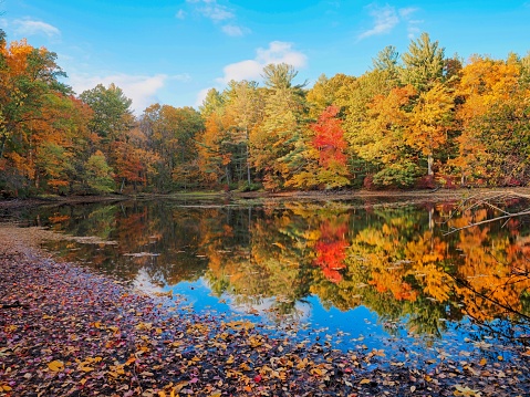 Brilliant hues of color in autumn as colorful leaves carpet the ground in pond. Vibrant colors in a New England forest.