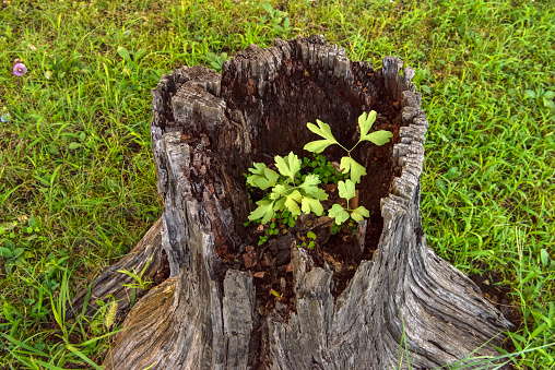 Young ginkgo leaves growing from a dead tree.