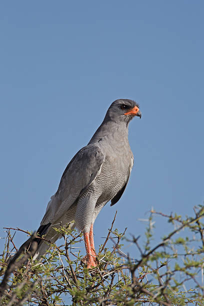 istock Close-up of Southern Pale Chanting Goshawk 161913055