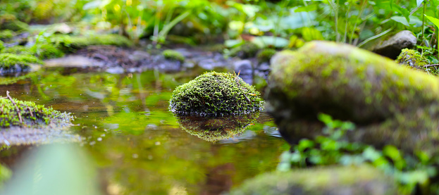 A clear pond reflects the mossy beauty of the forest.
