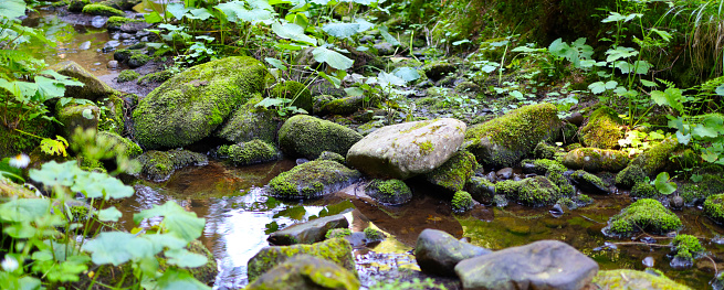 A tranquil stream flows through a mossy forest.