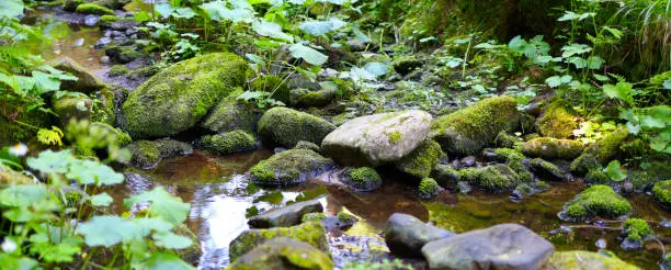 Photo of A tranquil stream flows through a mossy forest.