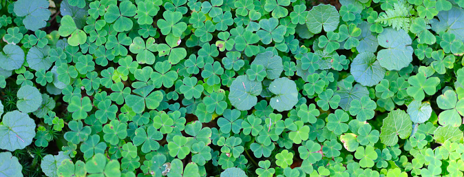 A shiny bed of green clovers.