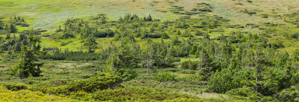eine helle, leuchtend grüne landschaft mit nadelbäumen. - sky blue grass green stock-fotos und bilder