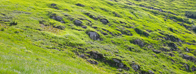 A bright and natural view of a green hillside with a variety of plants and gray rocks.