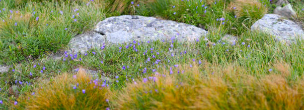 istock A grassy meadow with rocks and blue wildflowers seen from a low angle. 1619137336