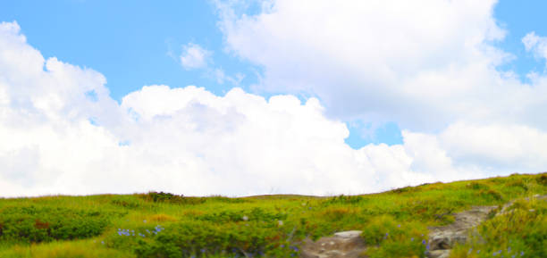 grüne wiese mit felsen und sträuchern unter blauem himmel mit weißen wolken. - sky blue grass green stock-fotos und bilder