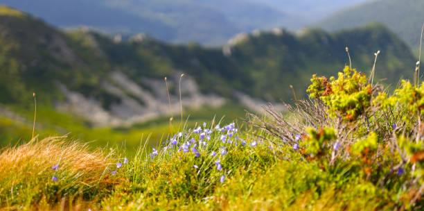 berglandschaft mit wildblumen im vordergrund und strahlend blauem himmel. - sky blue grass green stock-fotos und bilder