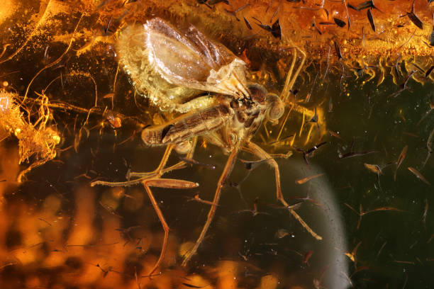 istock fungus gnat (mycetophilidae) imprisoned in baltic amber 1619138976