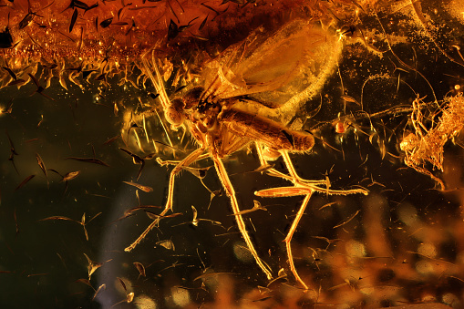 fungus gnat (mycetophilidae) imprisoned in baltic amber