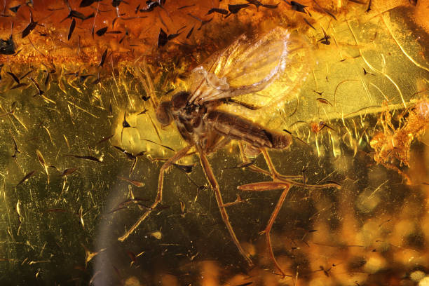 istock fungus gnat (mycetophilidae) imprisoned in baltic amber 1619140579
