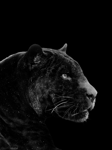 Black panther in high contrast black and white
