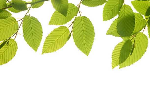 istock Spring Decoration - Natural Green Leaves 161914165