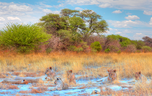 A close up image of a wild female lion. The wild lion is lying in the African savannah.