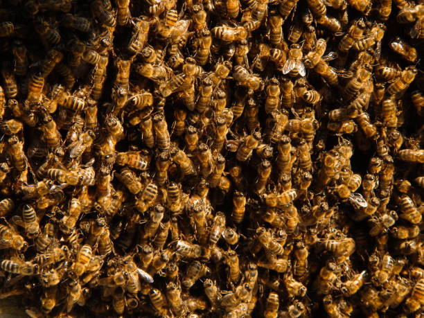養蜂の背景。野生のミツバチは日光の下で群がります。選択フォーカス。ミツバチの接写。ミツバチの群れ、その数千、そして女王蜂。蜂の群れを捕まえる。 - beehive rural scene bee outdoors ストックフォトと画像