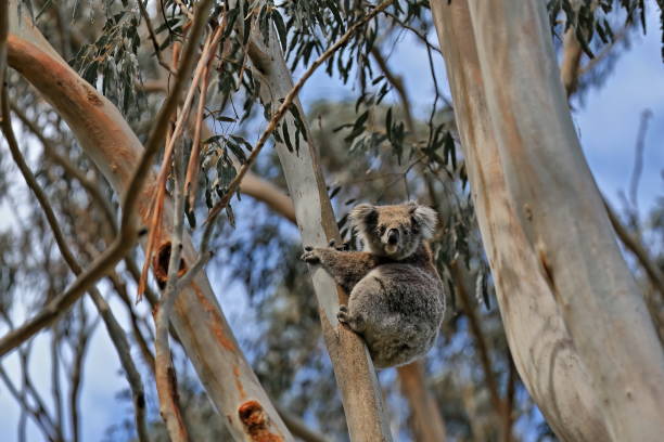 istock Victorian koala sitting on a eucalyptus tree branch while looking at camera, Tower Hill volcano area. Victoria-Australia-856 1619144397