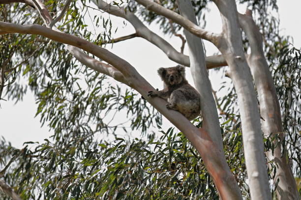 istock Victorian koala sitting on a eucalyptus tree branch while looking at camera, Tower Hill volcano area. Victoria-Australia-854 1619144412