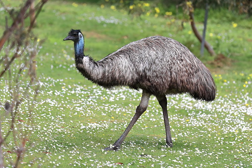 Emu bird showing soft brown plumage of shaggy appearance, bluish face skin exposed and long neck, walking the wetland covered in daisies inside the dormant Tower Hill volcano area. Victoria-Australia.