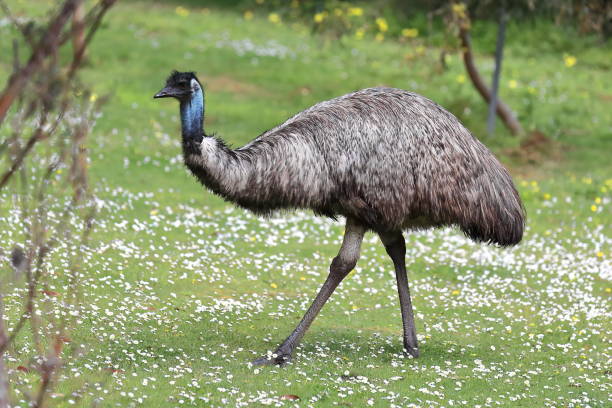 pássaro emu caminhando pela área úmida coberta de margaridas dentro do vulcão tower hill. victoria-austrália-853 - vestigial wing - fotografias e filmes do acervo