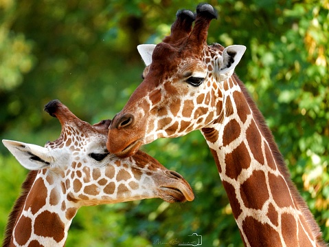 photo of a giraffe and a baby giraffe