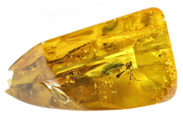 istock wasp (ichneumonidae) imprisoned in baltic amber 1619148081