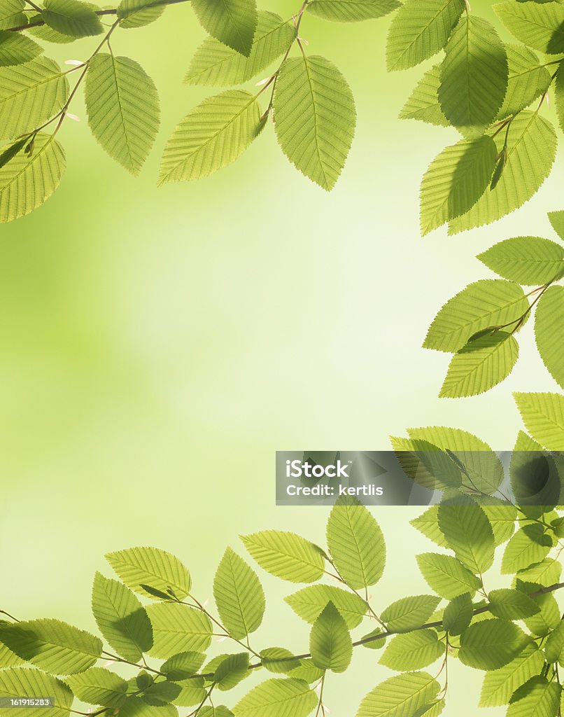 Dekoracja naturalne Wiosna zielony liści - Zbiór zdjęć royalty-free (Bez ludzi)