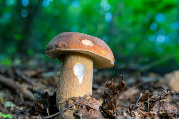 istock Big white mushroom in summer forest. 1619154332