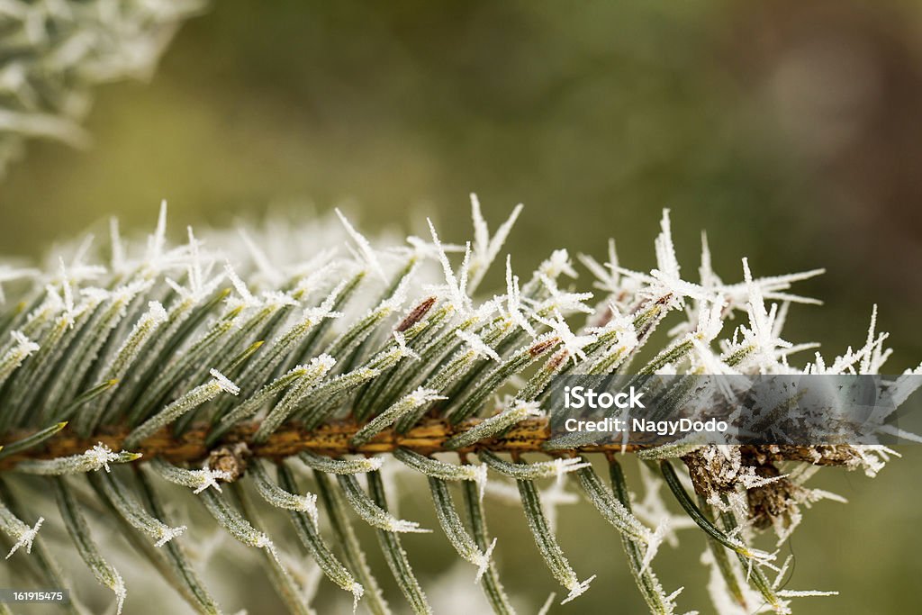 Geada, hoarfrost em uma filial de pinheiro - Foto de stock de Azul royalty-free