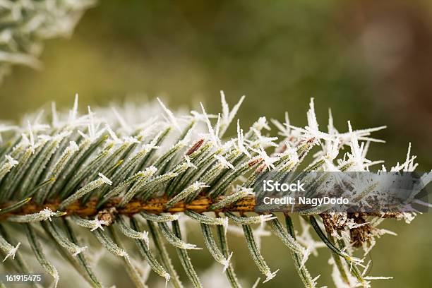 Foto de Geada Hoarfrost Em Uma Filial De Pinheiro e mais fotos de stock de Azul - Azul, Beleza natural - Natureza, Branco