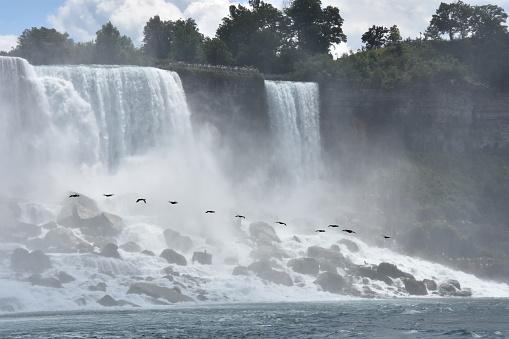 11 oiseaux volant à côté des chutes du Niagara américaines
