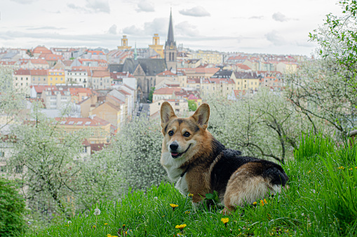 Dog a welsh corgi is sitting on the green grass against the city landscape