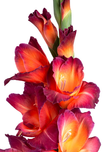 gladiolus macro