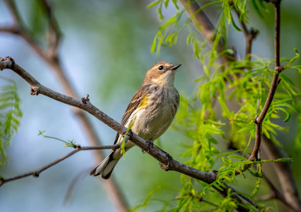 Yellow-rumped Warbler in a Texas Woodland