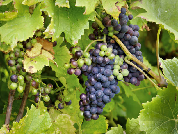 istock Red grapes on the vine for wine, Germany 1619161340