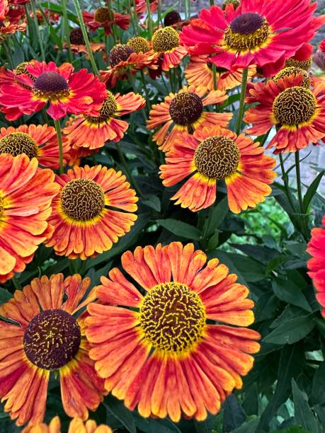 istock Red and orange colored zinnia flower 1619161887