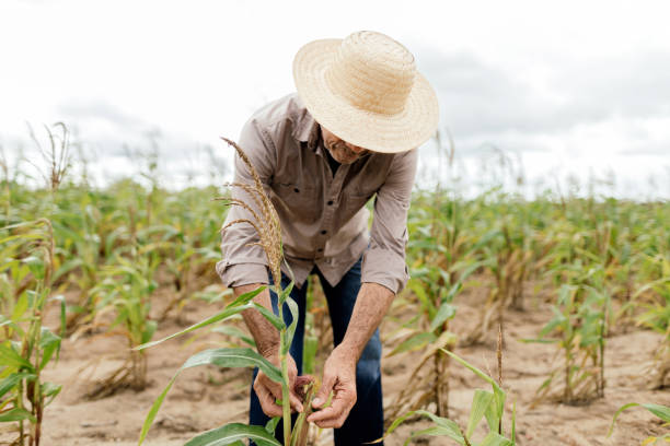 istock A farmer working in the corn field 1619168240