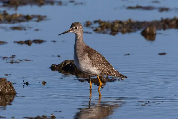 Lesser yellowlegs photographed at RSPB Salthome, UK.
