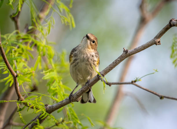 istock Yellow-rumped Warbler in a Texas Woodland 1619169357