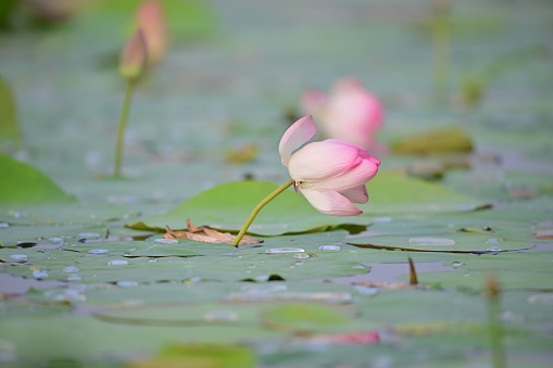 beautiful Pink Lotus Flower in Pond
