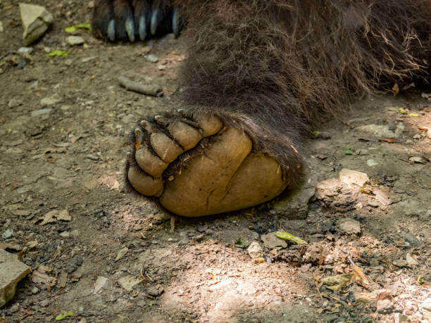 Hind Paw of a Brown Bear (Ursus Arctos)