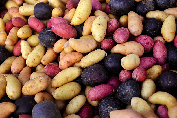 multi-colored cortadas en bastones gruesos en un mercado de agricultores al aire libre. - patata peruana fotografías e imágenes de stock