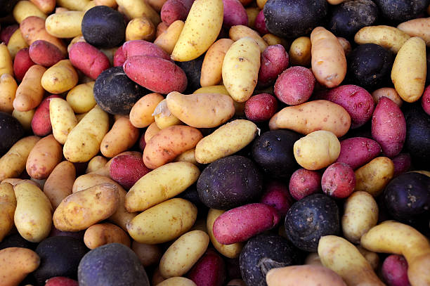 multicolorido batatas ao ar livre em um mercado de agricultores. - red potato raw potato market red - fotografias e filmes do acervo