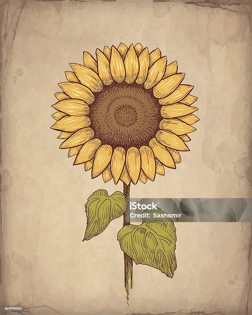 Vettoriale vintage illustrazione di girasole - arte vettoriale royalty-free di Girasole