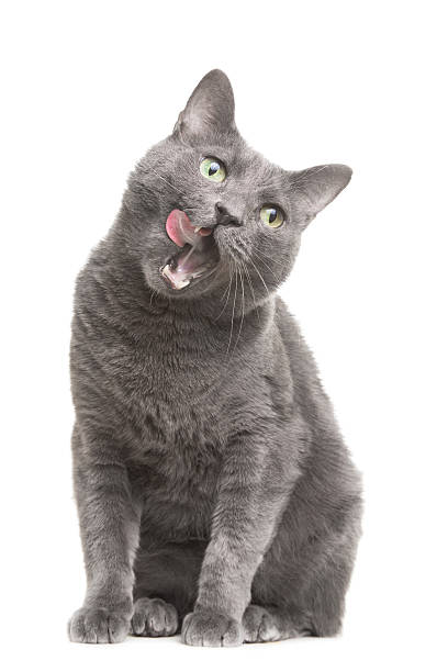 licking russian blue cat on isolated white stock photo