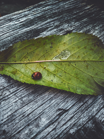 Beautiful view of the Ladybug on the green leaf