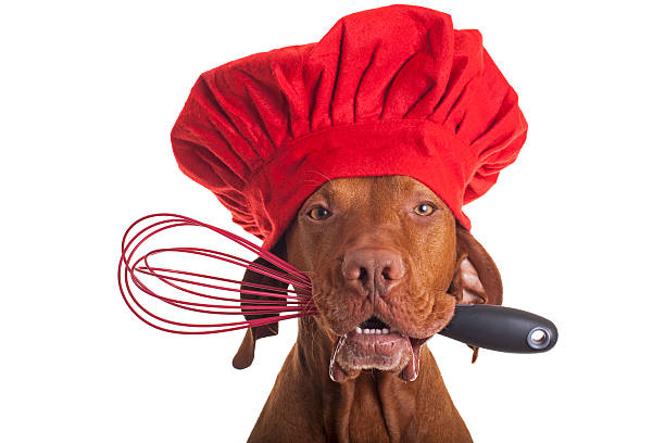 dog chef with egg beater pure breed vizsla dog chef wearing red cap and holding egg beater in mouth breed eggs stock pictures, royalty-free photos & images