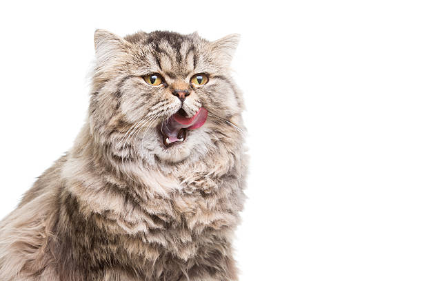 istock licking grey persian kitten sitting on isolated white 161919394