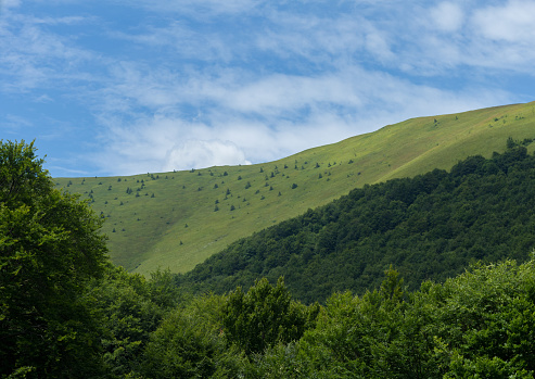 mountain glade in summertime, skyline